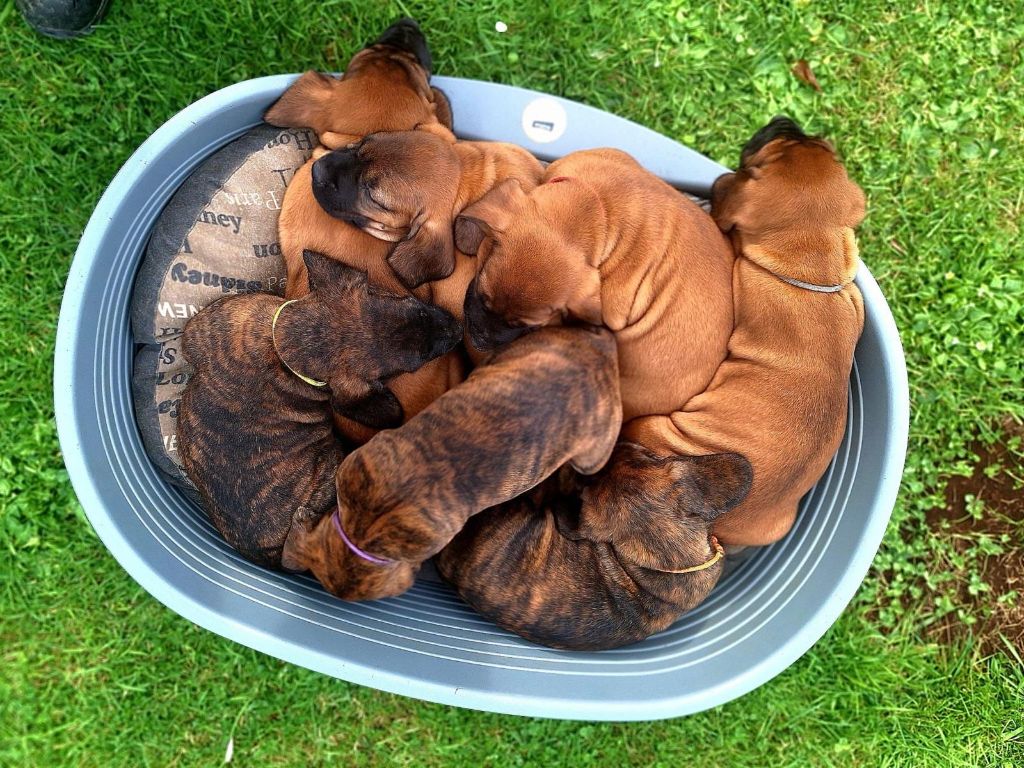 Nous avons des chiots disponibles fin septembre 2025 !