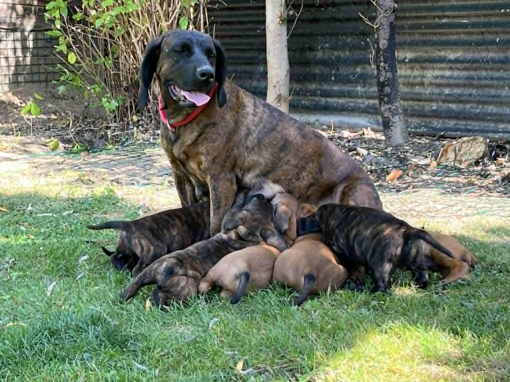 Nous avons des chiots disponibles fin septembre 2025 !